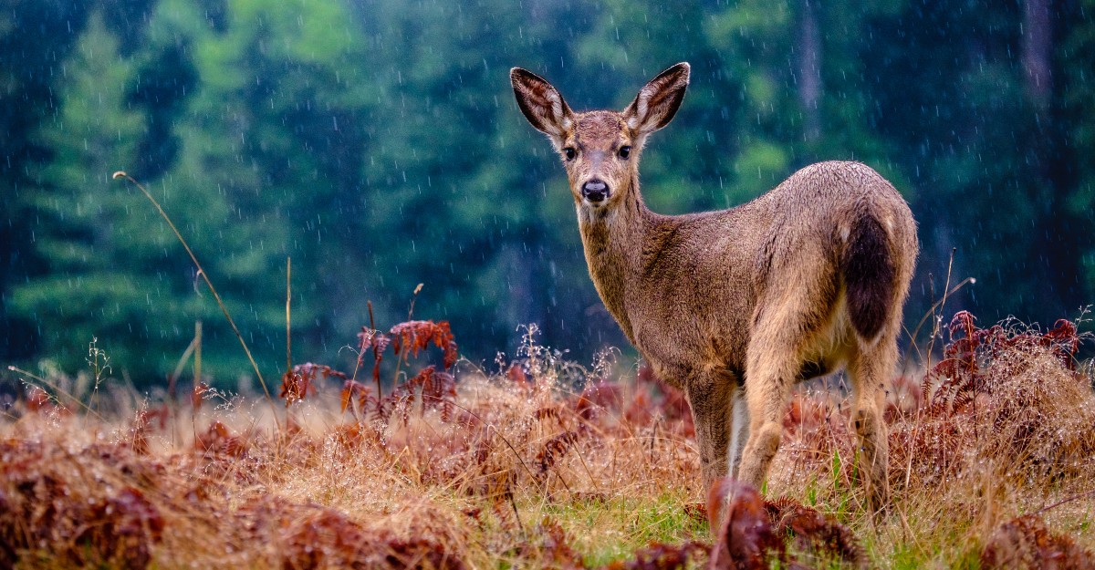Deer in Rain